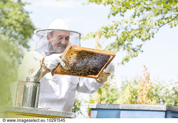 Imker im Schutzanzug untersucht Bienen auf der Wabe