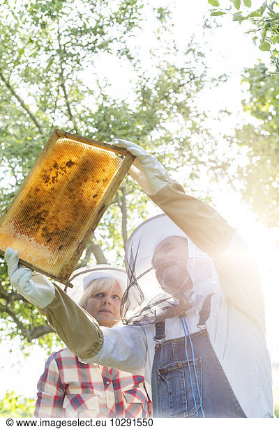 Imker in Schutzkleidung untersuchen Bienen auf der Wabe