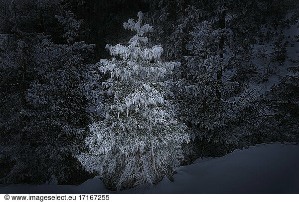 Immergrüner Baum im Schnee