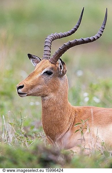 Impala (Aepyceros melampus)  adult male close-up  Mpumalanga  South Africa.