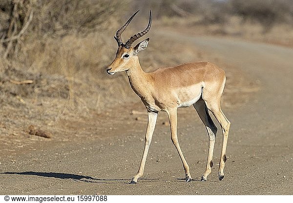 Impala (Aepyceros melampus)  adult male crossing a road  Mpumalanga  South Africa.