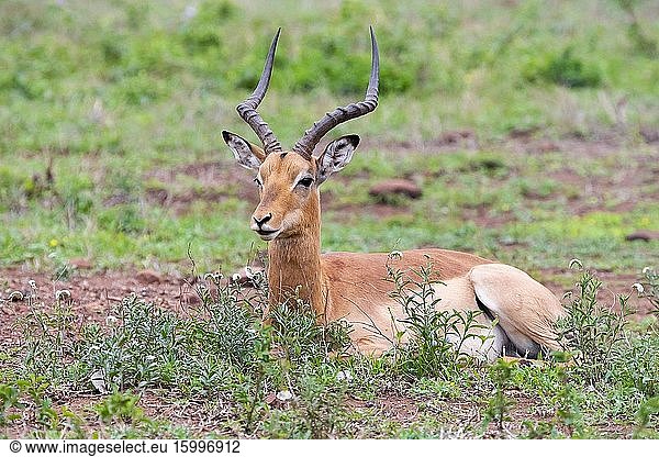 Impala (Aepyceros melampus)  adult male ruminating in a pasture  Mpumalanga  South Africa.