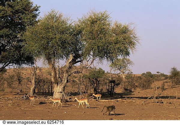 Impala  Aepyceros melampus  Afrika  Pavian  Botswana