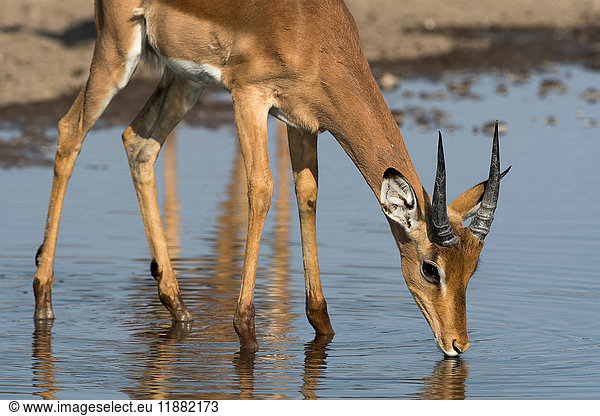 Impala (Aepyceros melampus) am Wasserloch Kalahari Botswana Afrika