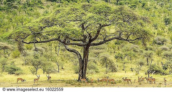 Impala (Aepyceros melampus) beim Fressen unter einer Schirmdorn-Akazie  auch bekannt als Schirmdorn und israelischer Babool (Vachellia tortilis  früher Acacia tortilis). Serengeti-Nationalpark. Tansania.
