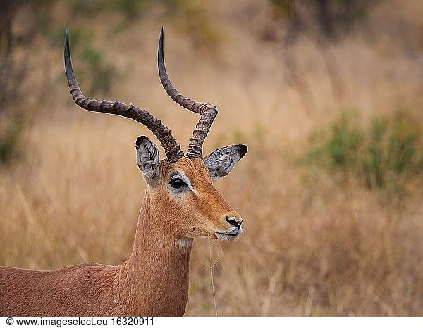 Impala (Aepyceros melampus)  männlich. Mpumalanga. Süd Afrika.