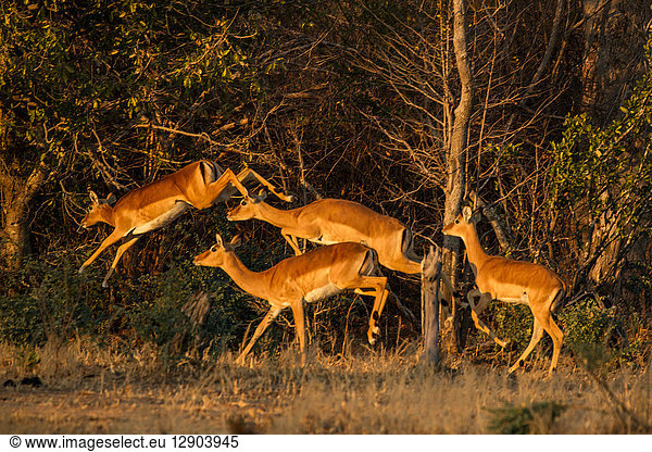 Impala (Aepyceros melampus)  Mana-Pools  Simbabwe