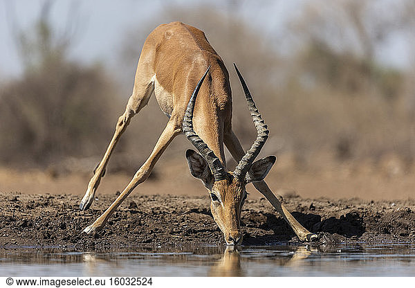 Impala (Aepyceros melampus)  Mashatu-Wildreservat  Botswana  Afrika