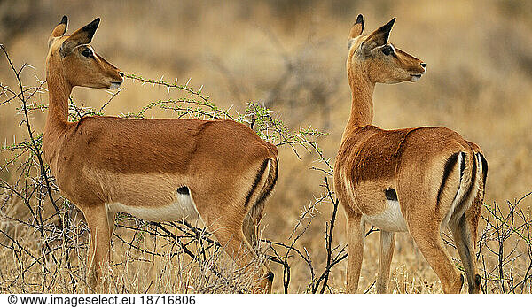 Impala (Aepyceros melampus)  Onguma Safari Camp  near Etosha National Park  Kunene Region  Namibia