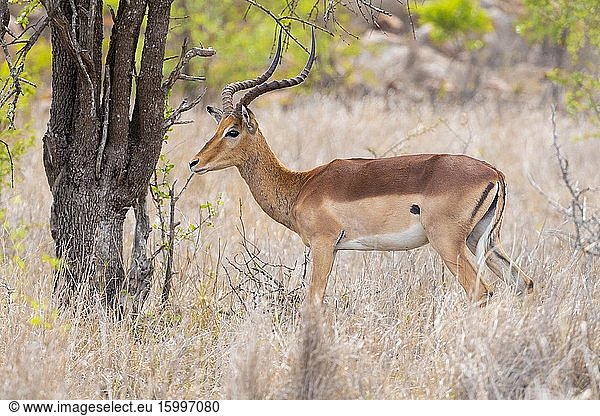 Impala (Aepyceros melampus)  side view of an adult male standing under a tree  Mpumalanga  South Africa.