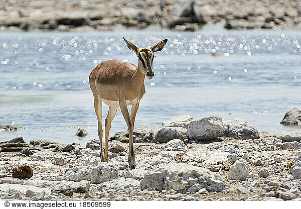 Impala at Etosha National Park  Namibia  Africa