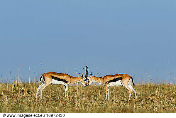 Impala-Brüder auf afrikanischen Feldern