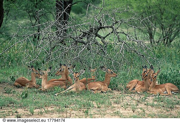 Impala Kinder  Krüger Nationalpark  Südafrika  Schwarzfersenantilopen (Aepyceros melampus)  Kitze  Säugetiere  Huftiere  Paarhufer  Klauentiere  Kind  Jungtier  jung  Kindergarten  außen  draußen  Querformat  horizontal  liegen  liegend  Gruppe  Entspannung  entspannen  ruhen  ruhende Antilope
