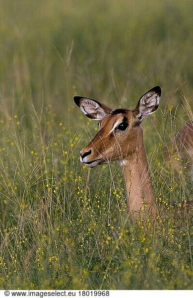 Impala  Schwarzfersenantilope  Impalas  Schwarzfersenantilopen  Antilopen  Huftiere  Paarhufer  Säugetiere  Tiere  female impala