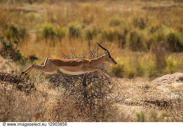 Impala-Widder (Aepyceros melampus)  Mana-Pools  Simbabwe