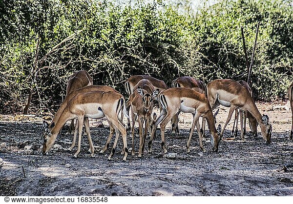 Impalas (Aepyceros melampus) genießen den Schatten  Chobe National Park. Botswana  Afrika.