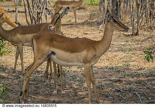 Impalas im Chobe-Nationalpark  Botswana  Afrika.
