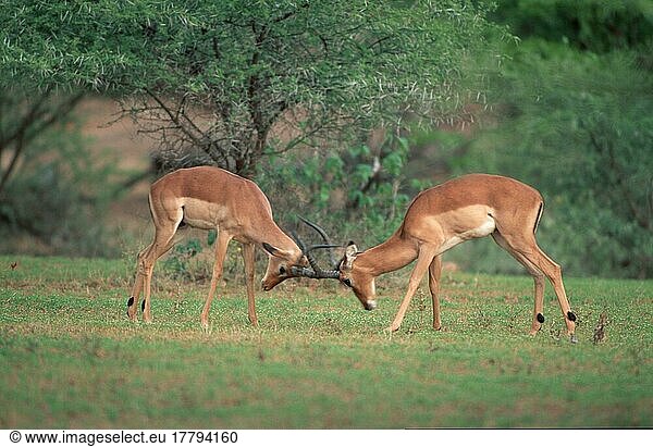 Impalas  kämpfende Männchen  Krüger Nationalpark  Südafrika  Schwarzfersenantilopen (Aepyceros melampus)  kämpfende Böcke  Antilope