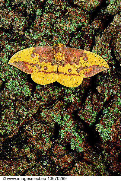 Imperial moth (Eacles imperialis) resting on a tree trunk. This moth is found throughout eastern North America. It has a wingspan of 8-18 centimeters (cm). The larvae live on the trunks of a variety of trees  including the walnut  elm and oak. Photographed in Pennsylvania  USA.