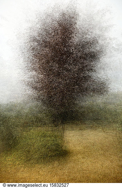 Impressionist Photograph of Maple Tree