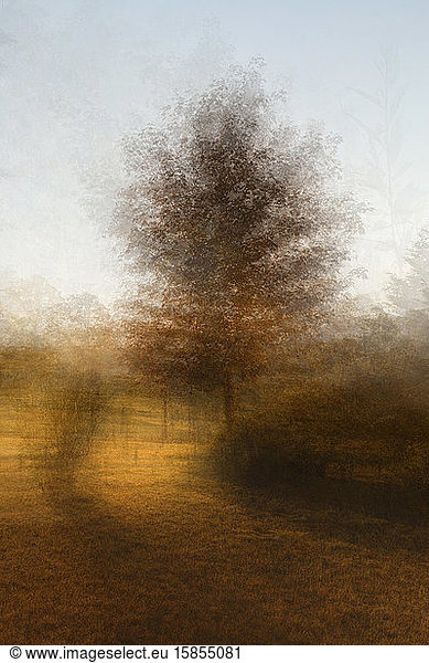 Impressionist Photographic Interpretation of Maple Tree at Sunrise