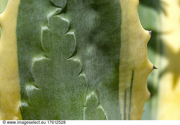 Impressions left by Agave spines (Agave americana) are visible on a plant in an Oregon garden; Astoria  Oregon  United States of America