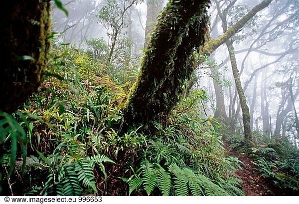 In der Nähe der Grenze Strecke durch nebelfront gemäßigter Regenwald mit Buche Bäume (Nothofagus Moorei)  Reliquien der alten Wälder von Gondwana  von Mt Bithongabel  Lamington Nationalpark  Queensland  Australien