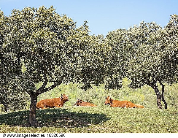 In der Nähe von Villanueva de San Juan  Provinz Sevilla  Andalusien  Südspanien. Drei Kühe ruhen sich unter Bäumen aus.