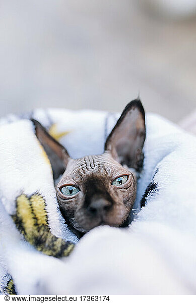 In ein Handtuch gewickeltes Kätzchen