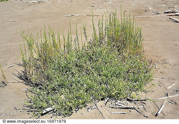 In front: european searocket (Cakile maritima) a succulent annual plant native to coastlines of Europe  northern Africa and western Asia. At back: samphires (Sarcocornia fruticosa) an halophyte shrub. This photo was taken in Delta del Ebro  Tarragona province  Catalonia  Spain.