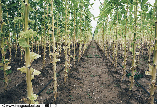 In geraden Reihen gepflanzter Feldtabak  der auf den Feldern um Cortona wächst. Bewässerungssystem  Schlauchleitungen auf dem Boden.