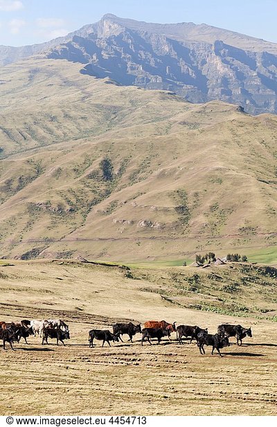 In the early morning herds are driven to the high pastures in the Ethiopian Highlands The pastures are located in the Simien Mountains national park The resulting conflict of interest is not solved In the background Mt Bwahit 4430m and the walls of th