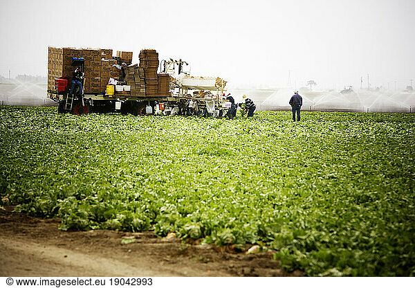 In the field  farm workers are cutting and packaging lettuce  Salinas Valley  California.