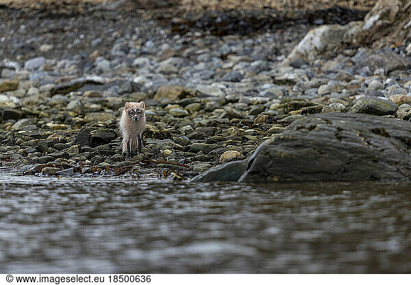 In the spring  an Arctic fox roams the shore in search of food