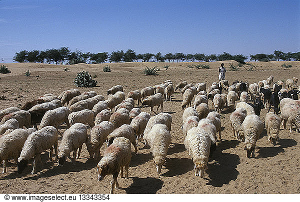 INDIA Rajasthan Agriculture Shepherd with flock of sheep and goats in barren landscape.