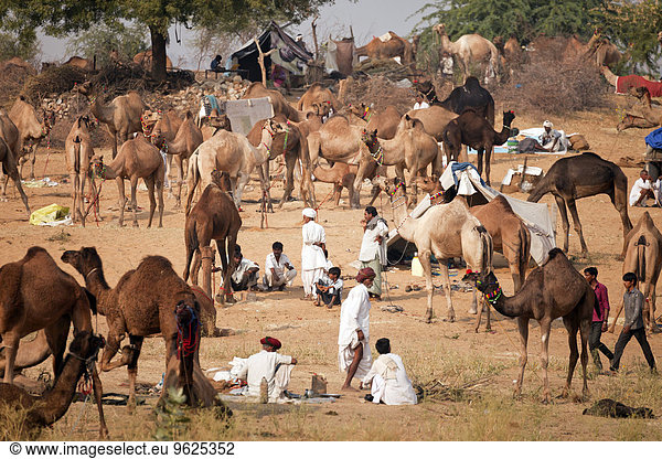 India  Rajasthan  Pushkar  camel and livestock fair