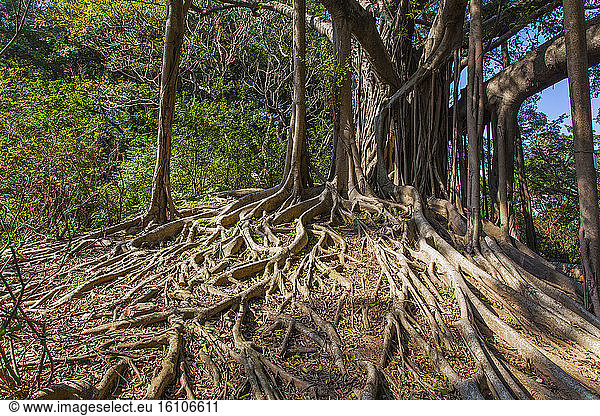 Indian Banyan,  Hong Kong Island,  China