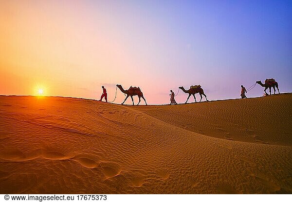 Indian cameleers (camel driver) bedouin with camel silhouettes in sand dunes of Thar desert on sunset Caravan in Rajasthan travel tourism background safari adventure Jaisalmer  Rajasthan  India
