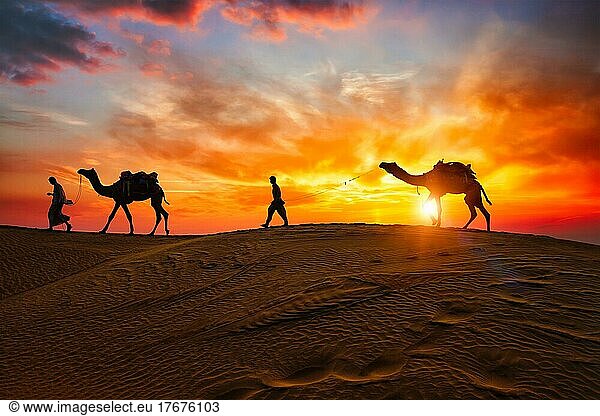 Indian cameleers (camel driver) bedouin with camel silhouettes in sand dunes of Thar desert on sunset Caravan in Rajasthan travel tourism background safari adventure Jaisalmer  Rajasthan  India