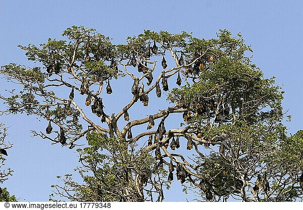 Indian flying fox (Pteropus giganteus)  Indian Giant Flying Foxes  flying fox  flying foxes  bats  mammals  animals  Indian Flying Fox colony roosting in tree  Sri Lanka  Asia