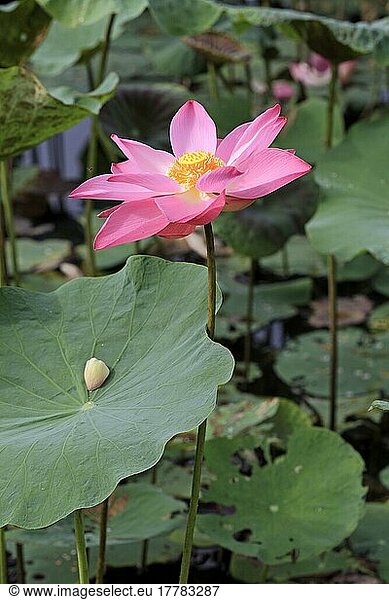Indian Lotus (Nelumbo nucifera)  Kota Kinabalu  Sabah  Borneo  Malaysia  Asia
