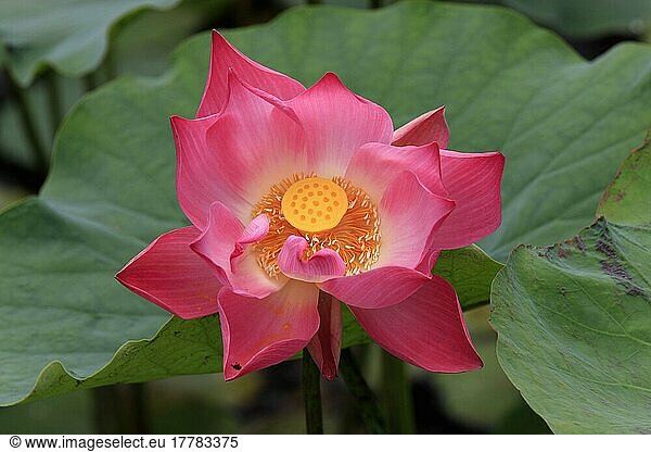 Indian Lotus (Nelumbo nucifera)  Kota Kinabalu  Sabah  Borneo  Malaysia  Asia