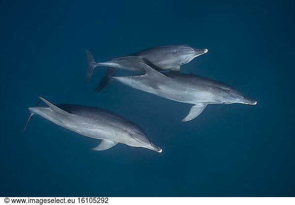 Indian Ocean bottlenose dolphin (Tursiops aduncus) Indian Ocean ...