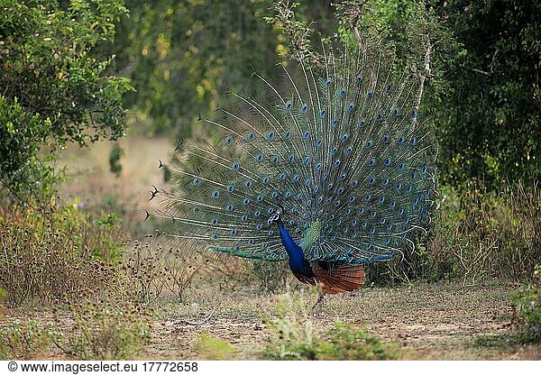 Indian peafowl (Pavo cristatus)  adult male beats wheel  courtship display  Bundala National Park  Sri Lanka  Asia