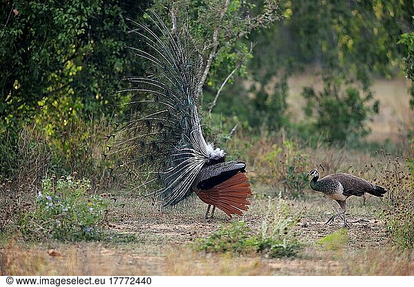 Indian peafowl (Pavo cristatus)  adult male beats wheel  courtship  pair  female  Bundala National Park  Sri Lanka  Asia