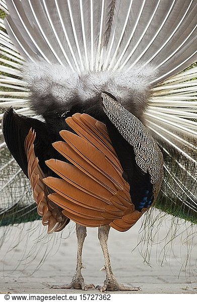 Indian peafowl (Pavo cristatus) doing a cartwheel  from behind  Hesse  Germany  Europe