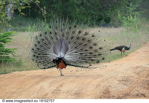 Indian peafowl (Pavo cristatus)  Yala National Park  Sri Lanka  Asia