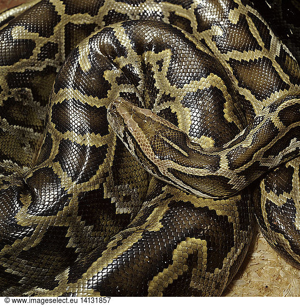 Indian Python Indian Python,up,indian,infocus36,molurus - Rights ...