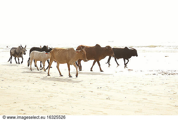 Indien  Goa  Arambol  Heilige Kühe am Strand
