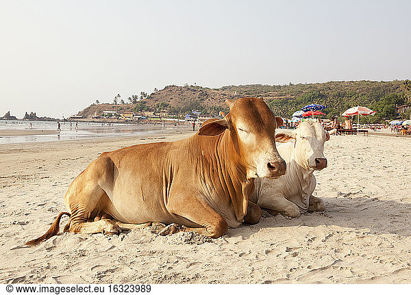 Indien  Goa  Arambol  Heilige Kühe sitzen am Strand